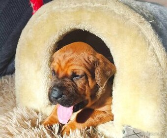 TOSA INU s PP (FCI) - 1