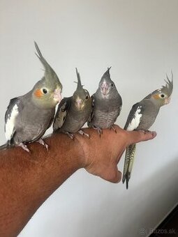 Korely ručne dokrmena Krotká