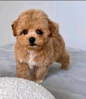 Šteniatka maltipoo retrievera sú k dispozícii.