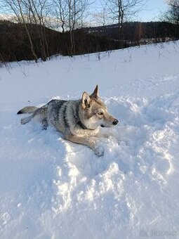 Česko Slovenský vlčiak
