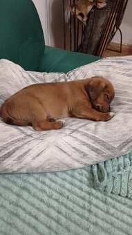 Predám šteniatka jazvečíka