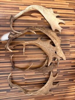 Vymením dančie parožie