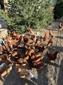 Vysokoznáškové nosnice / mládky