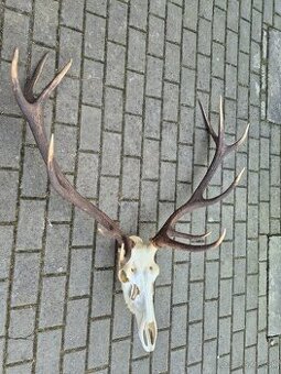 Trofej trofeje paroh parohy parozie zhody