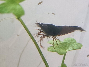 Predám krevetky Neocaridina Davidi wild type
