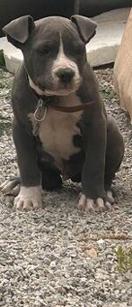Pitbul