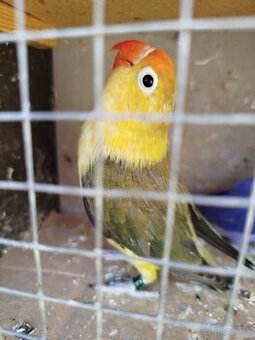 Agapornis fisher