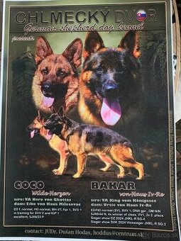 Šteniatka nemecky ovciak
