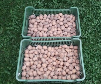 Soraya (odroda)-sadbove zemiaky - 0,35 Eur/kg.