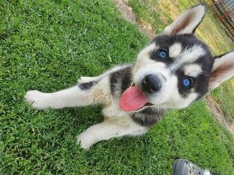 Šteniatka sibírsky husky