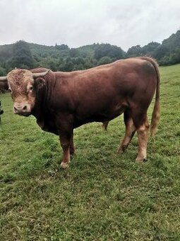 Býk na pripúšťanie