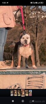 Darujem American Bully