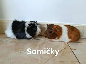 Morčatá ,Morča,Morské prasiatka