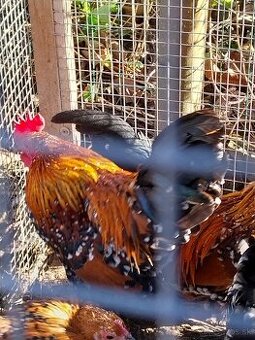 Predám kohutov miflerky trojfarebnej bodkovanej