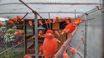 S76 odčervenie a ochrana vtáctva