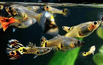 predam gupky mix0.50€ kus