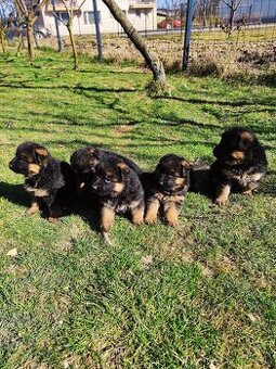 Nemecký ovčiak šteniatka