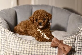 Pudel Pudlik Teacup mini fenku pudla Teacup XXS