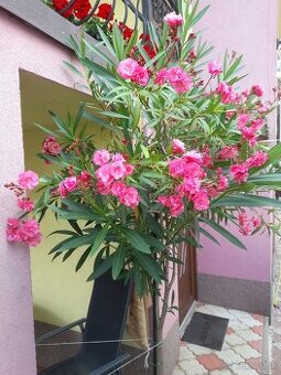 Predám oleander.