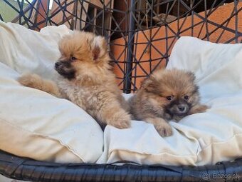 Pomeranian s PP