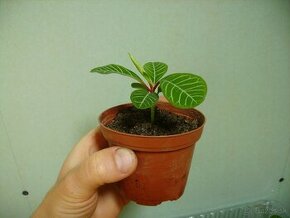 Prýštec - Euphorbia leuconeura