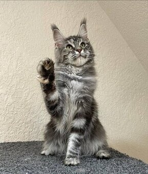 Krásne mačiatka Maine Coon