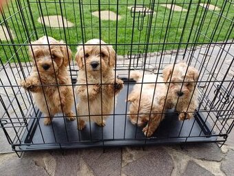 Maltipoo