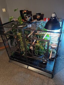 Chameleón pardali