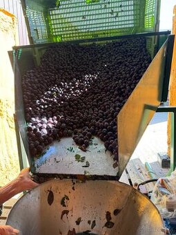 Slivky na kvas 0,45€/kg