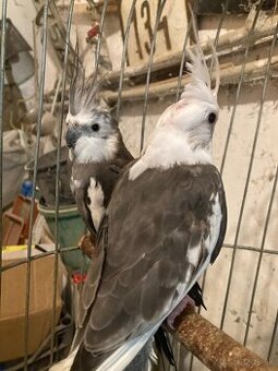 Korely albin bielohlave