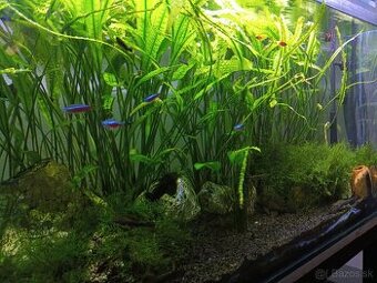 Darujem mach do akvária