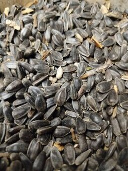 Slnečnica čierna, pásikova,biela