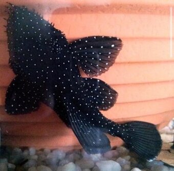 Ancistrus L213, super red longfin