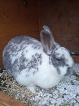 Zajac do dobrých rúk