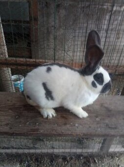 Nemecký obrovitý strakáč