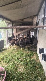 Araucana divosfarbená