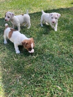 Jack Russell terier