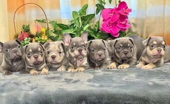 Francúzsky buldoček,buldog,bulldog krásne farby 