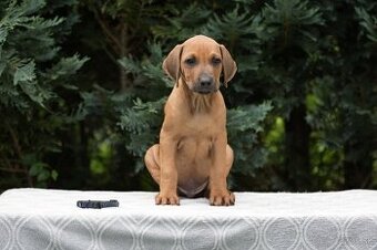 rhodesian ridgeback s PP nestandartni pejsek💙