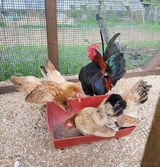 Ayam serama- najmenšie sliepočky na svete, predám kuriatka.