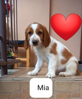 welsh springer spaniel
