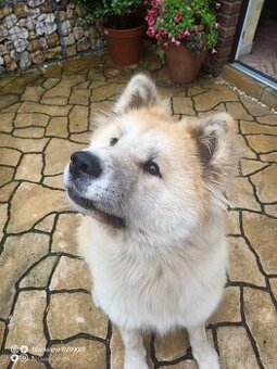 Akita inu krytie - 1