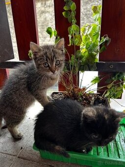 🐾 Dve zachránené mačičky hľadajú spoločný domov 🐾