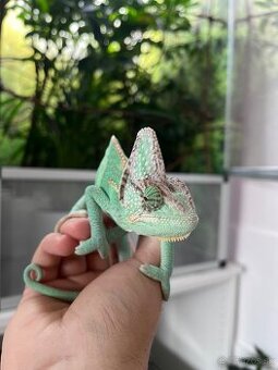Predám komplet zariadené terárium aj s chameleonom