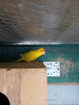 Predám kolrelu,kakarika