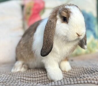 Minilop mláďatká - modrooká samička s VP