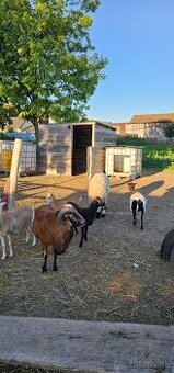 Predám Holandské mini