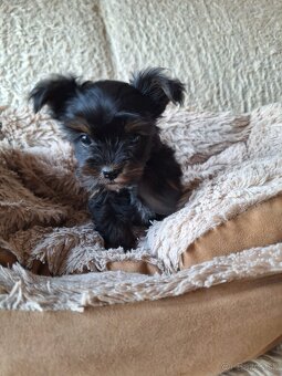 Yorkšhir,york,yorkšhirsky terier