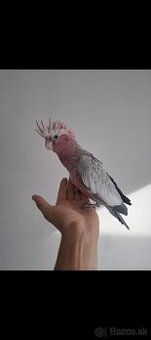 Na predaj jemný a priateľský kakadu ružový krúžkovaný