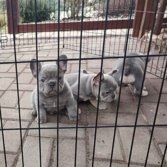 Francuzsky buldoček